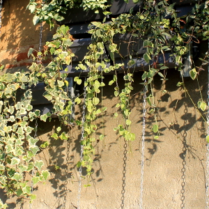 vinca major variegata, erbacea perenne