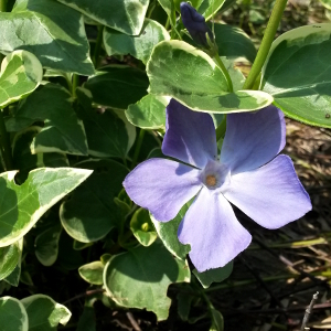 vinca major variegata 04