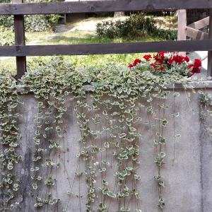 vinca major variegata 05