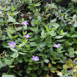 vinca major verde, erbacea perenne