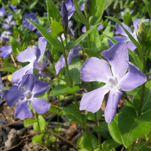 vinca major verde, erbacea perenne