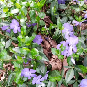 Vinca minor - pervinca, erbacea perenne