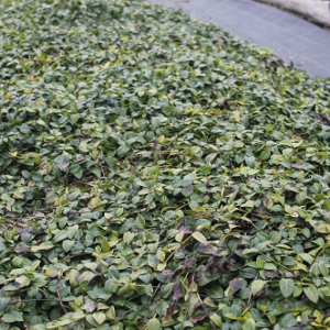 vinca minor - pervinca, erbacea perenne