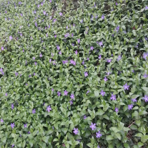 vinca minor - pervinca, erbacea perenne