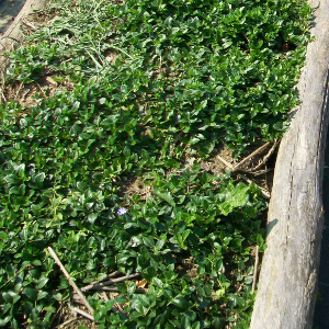 vinca minor - pervinca, erbacea perenne