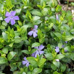 vinca minor - pervinca, erbacea perenne