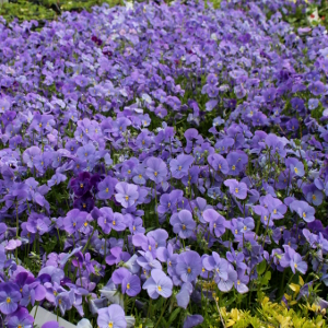 viola cornuta parigi blu 01