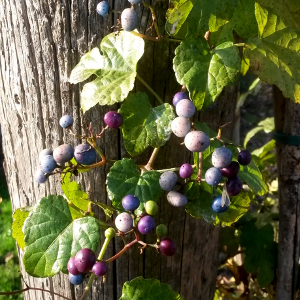 ampelopsis brevipedunculata elegans 02