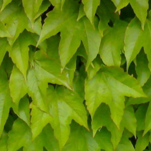 Ampelopsis veitchii tricuspidata - vite vergine del canadà, pianta rampicante