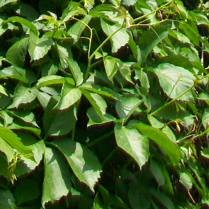 Ampelopsis veitchii tricuspidata - vite vergine del canadà, pianta rampicante