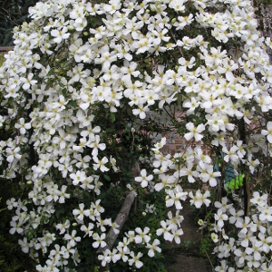 Clematis montana grandiflora - pianta rampicante 