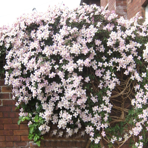 Clematis montana rubens - pianta rampicante