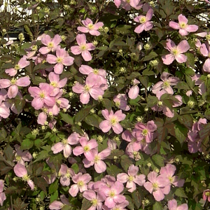 Clematis montana tetrarose - pianta rampicante