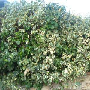 Hedera helix elegantissima - pianta rampicante