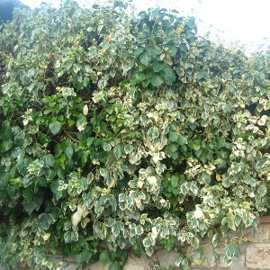 Hedera helix elegantissima