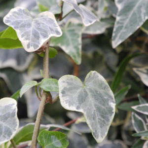 Hedera helix elegantissima - pianta rampicante