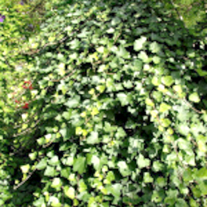 Hedera helix elegantissima - pianta rampicante
