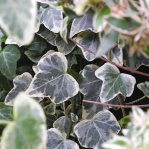Hedera helix elegantissima - pianta rampicante