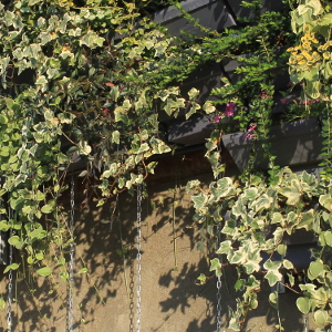 Hedera helix elegantissima - pianta rampicante