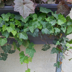 Hedera helix elegantissima - pianta rampicante
