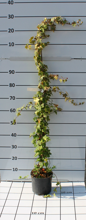 PRAV hedera helix elegantissima t19