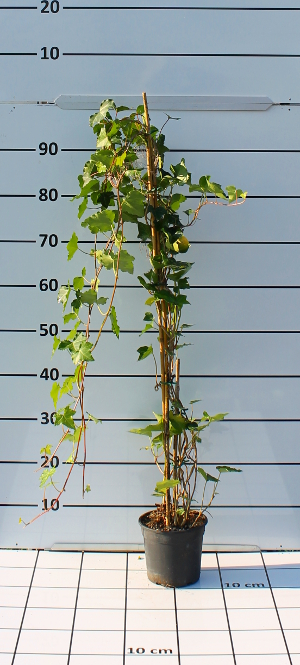 PRAV hedera helix hibernica t15