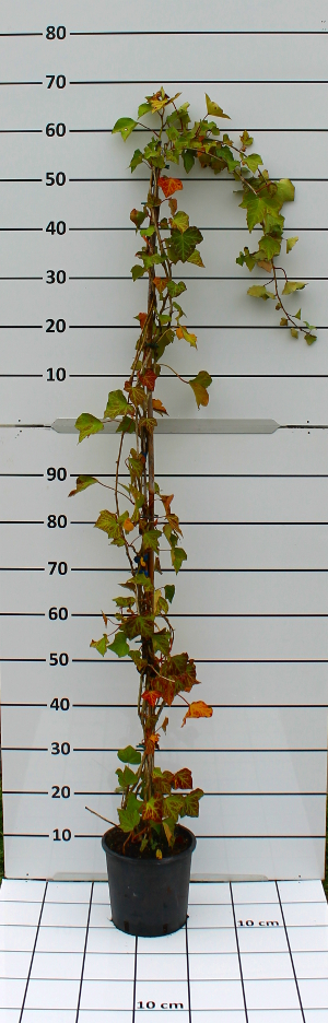 PRAV hedera helix hibernica t18