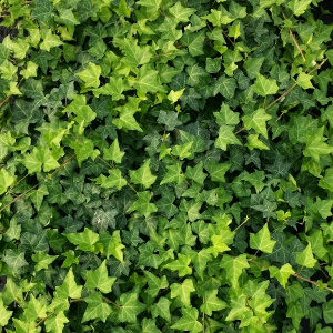 hedera helix hibernica