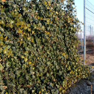 hedera helix hibernica 02