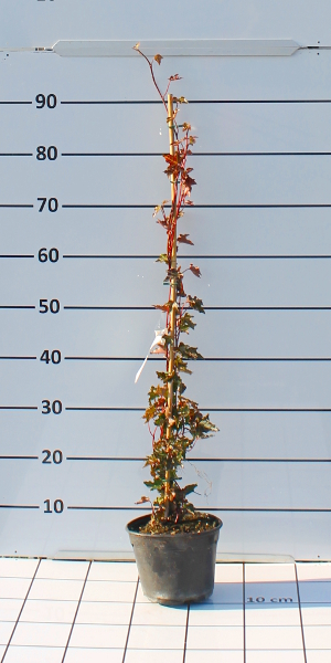 PRAV hedera helix ivalace t17