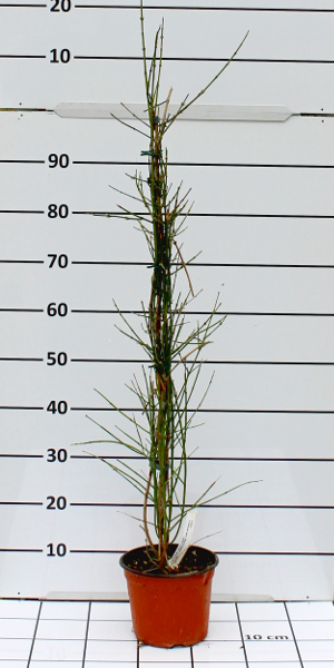 PRAV jasminum nudiflorum t19