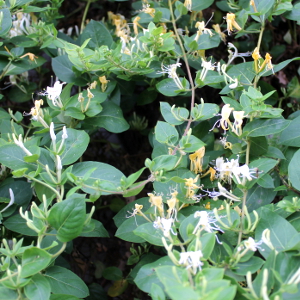 Lonicera biflora - caprifoglio profumato - rampicante