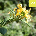 lonicera japonica pianta rampicante esotica invasiva