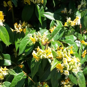 lonicera henry copper beauty 02