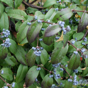 lonicera henry copper beauty 05