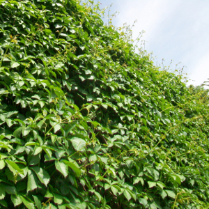 parthenocissus quinquefolia pianta rampicante esotica invasiva