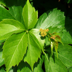 parthenocissus quinquefolia pianta rampicante esotica invasiva