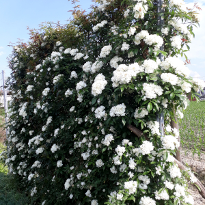 rosa rampicante banksiae alba plena 02