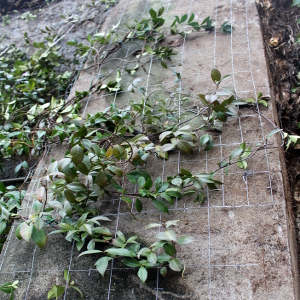 Trachelospermum jasmioides-sempreverde rampicante