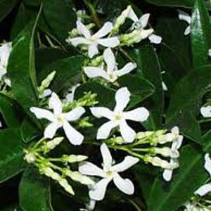 Trachelospermum jasmioides-sempreverde rampicante