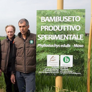 Bambu' gigante (Moso) da impianto