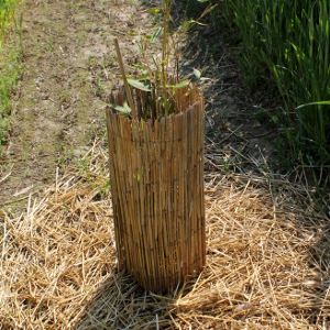 bambuseto sperimentale 160516 12