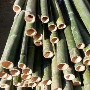 SBA canna bambu diametro 4cm 09
