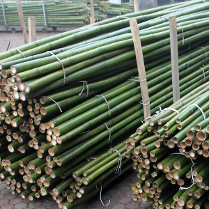 SBA canna bambu diametro 4cm 10
