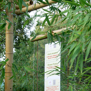 SBA canna bambu diametro 6cm 01