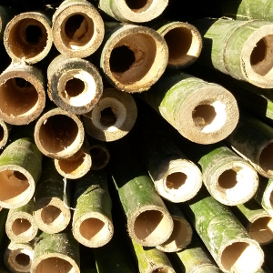 SBA canna bambu diametro 6cm 06