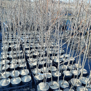 dischi pacciamatura biofeltro 03