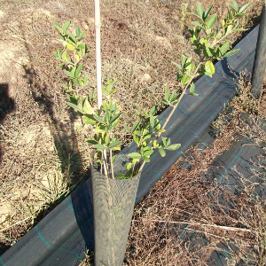 STU tutore cannetta bambu 100cm 03