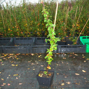 STU tutore cannetta bambu 100cm 04