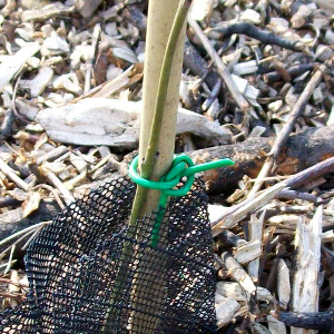 STU tutore cannetta bambu 100cm 06